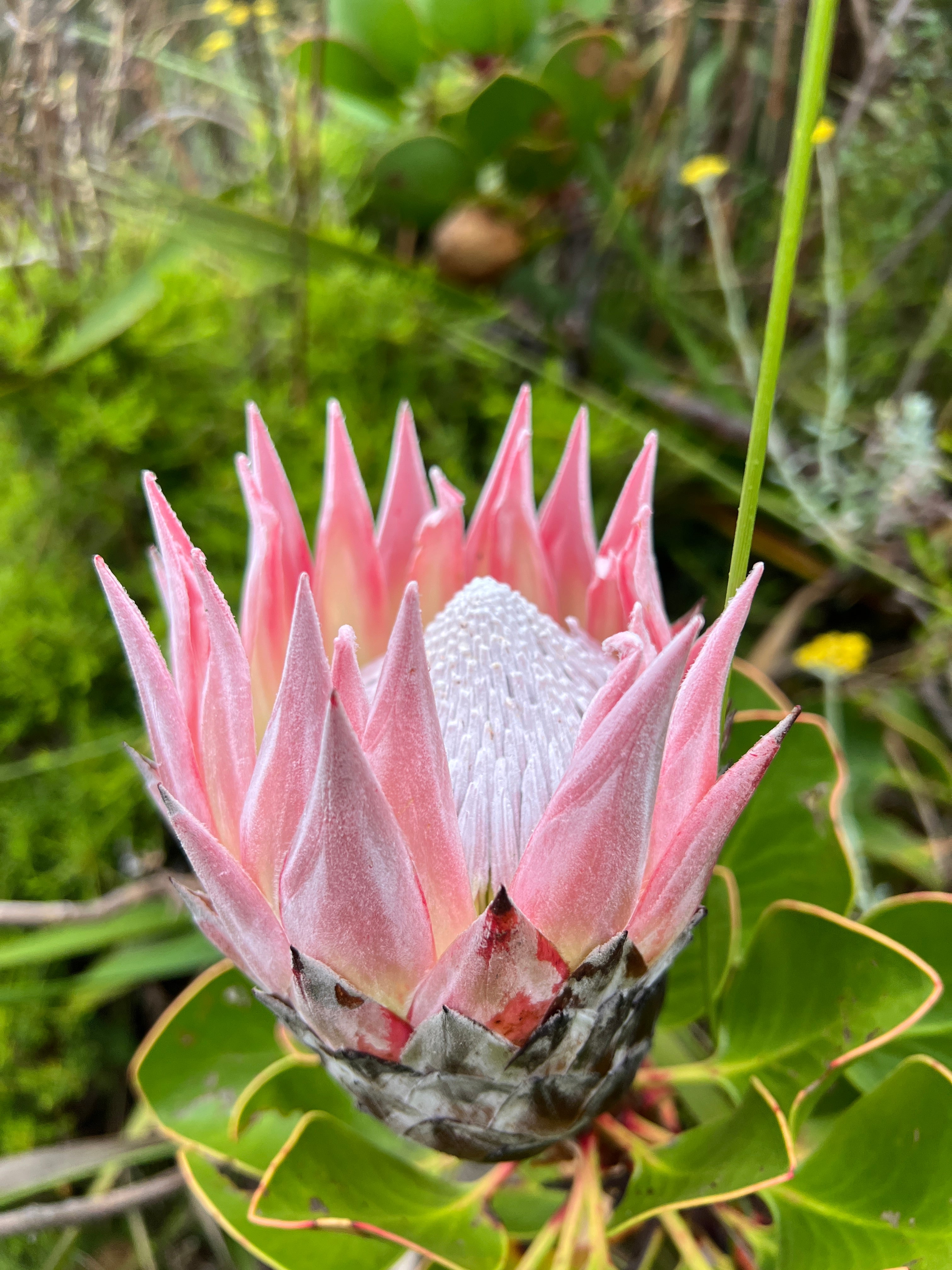 Kasteelspoort to Diving Board - Table Mountain Guided Hike