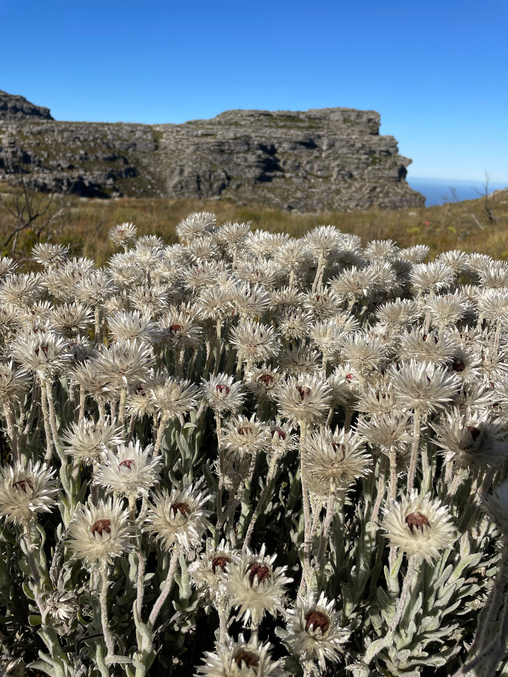 Tranquillity Cracks – Table Mountain Guided Hike