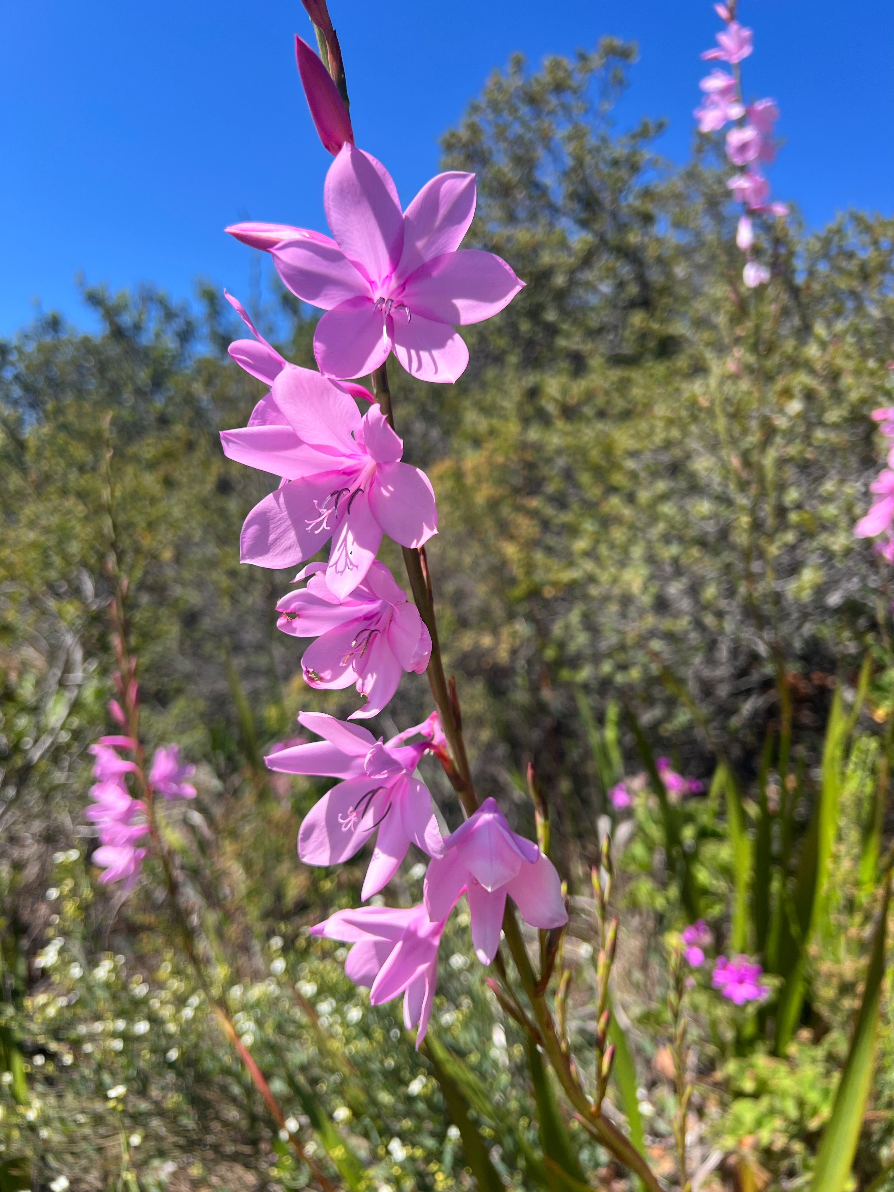 Skeleton Gorge - Table Mountain Guided Hike
