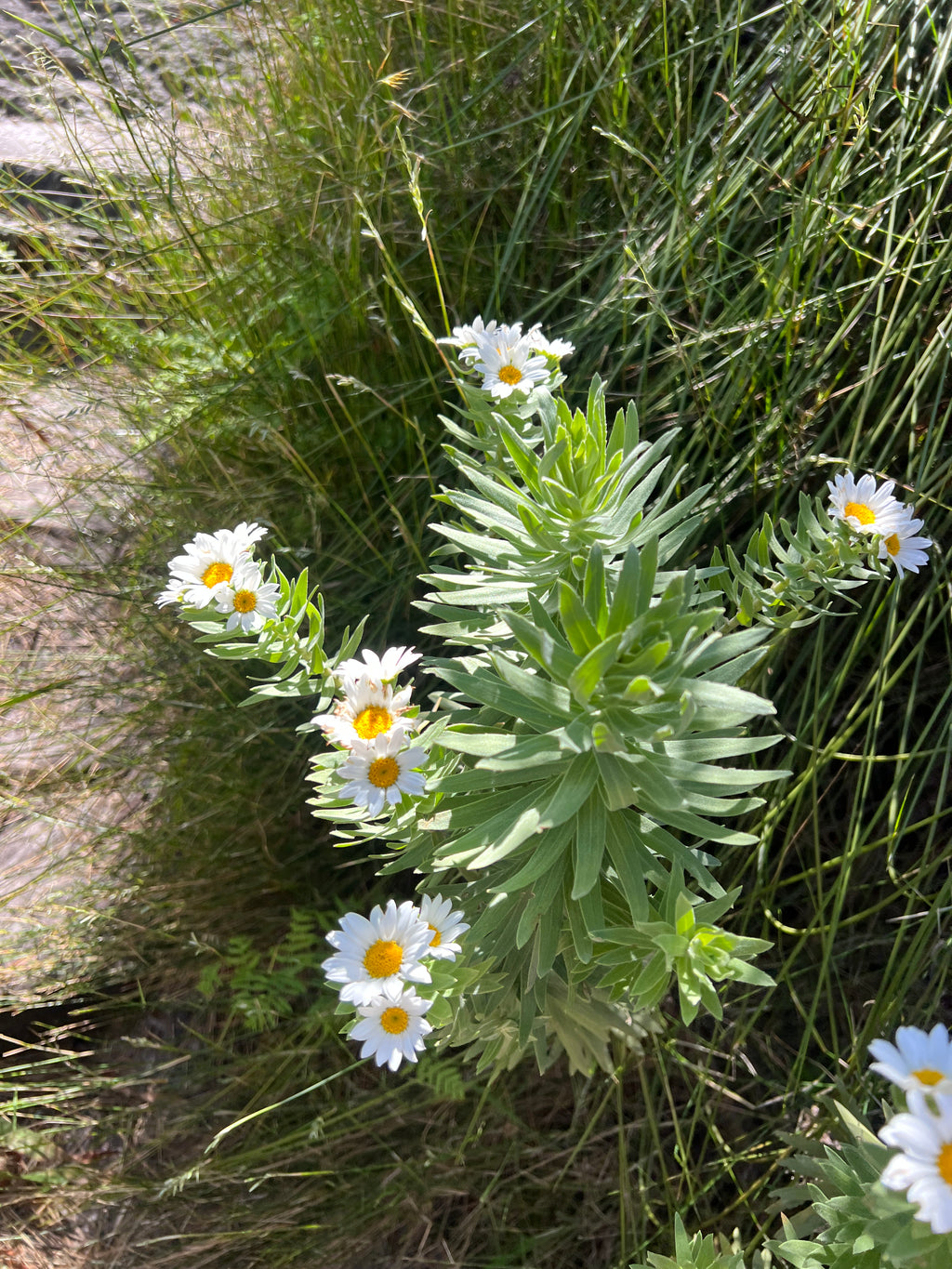 Skeleton Gorge - Table Mountain Guided Hike