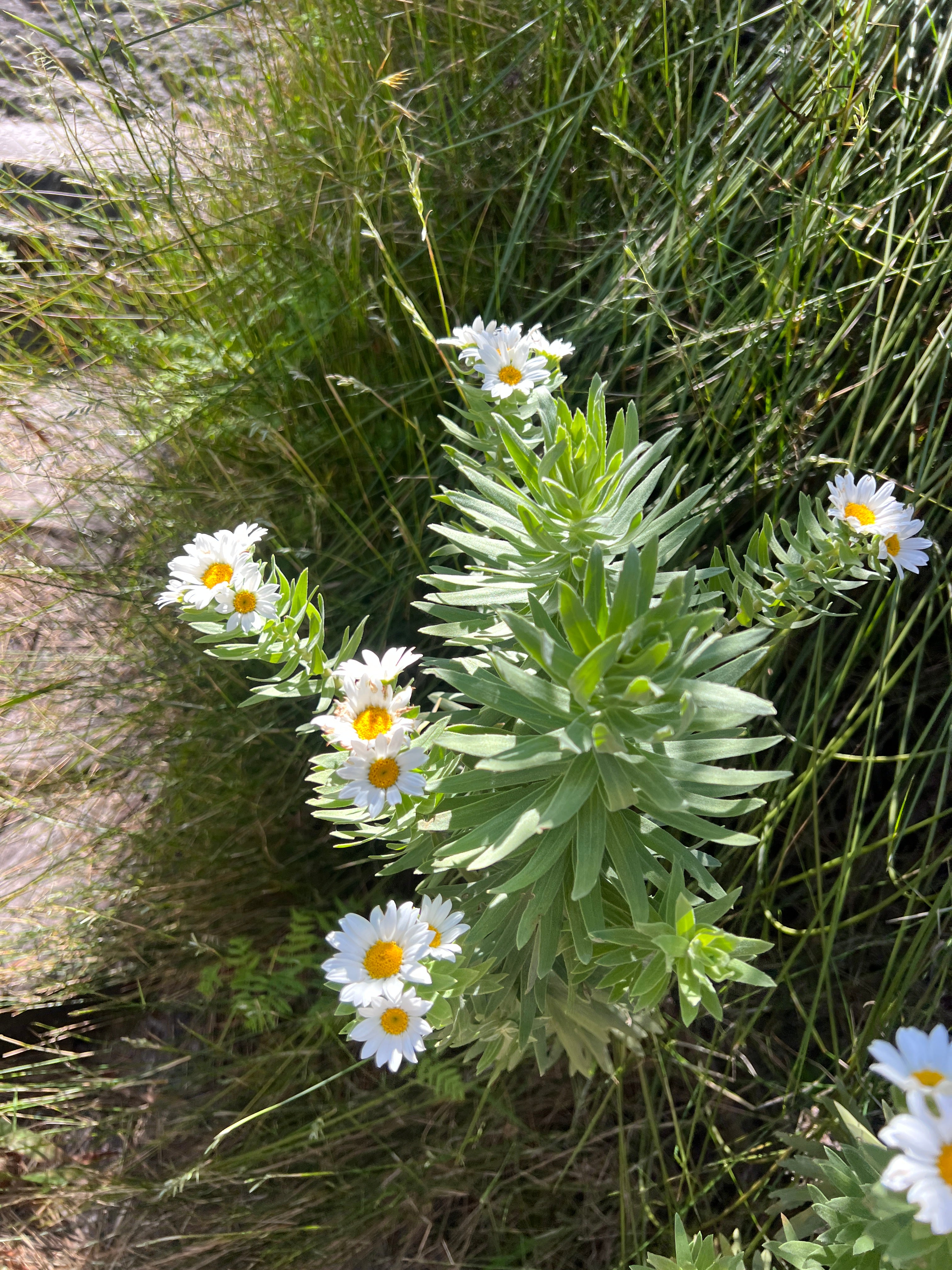 Skeleton Gorge - Table Mountain Guided Hike